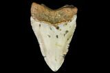 Fossil Megalodon Tooth - North Carolina #108998-2